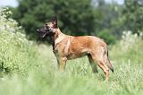 MALINOIS 785